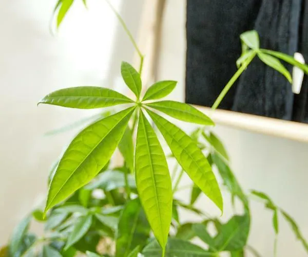 Sweet Διαμέρισμα